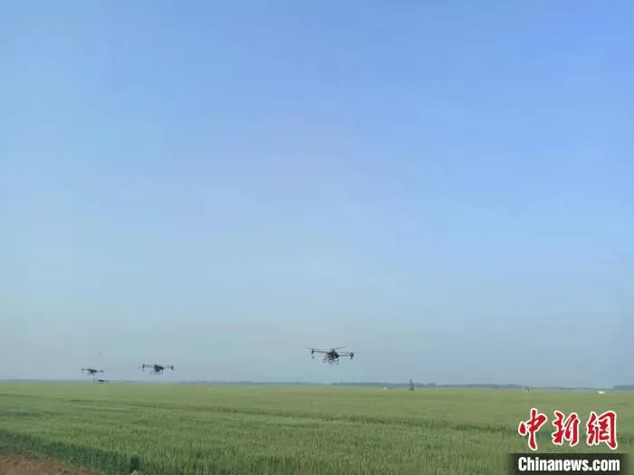无人机在麦田上空作业。　国喜 摄