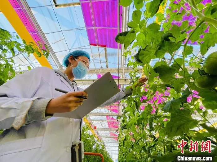 图为永清实验基地智能连栋温室内，技术人员正在进行数据采集。　郑晨子 摄