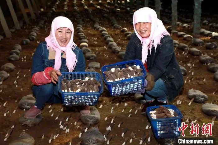 图为海东市试种的羊肚菌收获。(资料图) 石延寿 摄