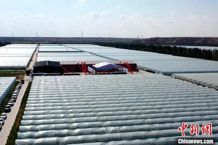 月牙湖乡的千亩蜜瓜种植基地。　兴庆区融媒体中心供图