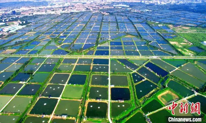 佛山南海九江镇河涌水网发达，养殖业历史悠久(资料图)。佛山市南海区九江镇宣传文体旅游办公室 供图
