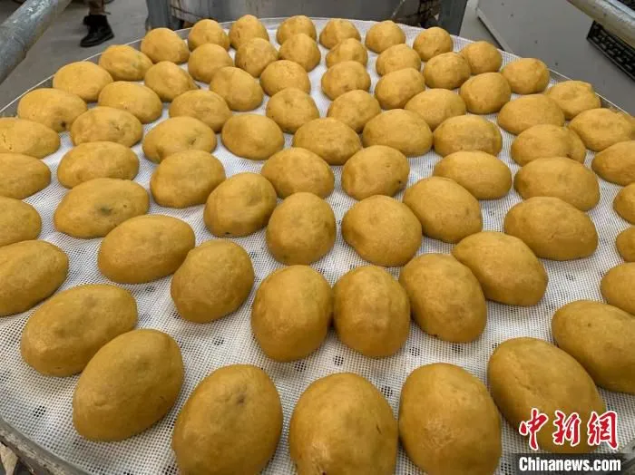 每当春节来临之时，家家户户开始忙活，蒸出的团子色泽金黄、口感香甜，蕴含着浓郁家乡味儿。　杨慧 摄