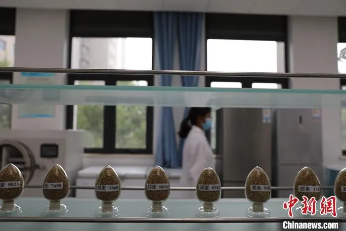 7月19日，河南省郑州市，河南省农业科学院小麦国家工程实验室里展示的多个小麦品种。中新社记者 韩章云 摄