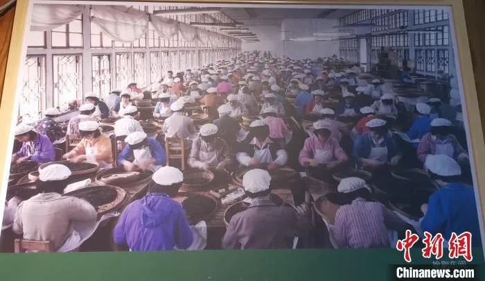 东关镇茶史馆内悬挂的北硿华侨茶厂老照片再现当年的车间繁盛场面。　孙虹 摄