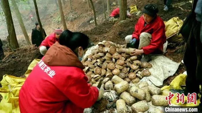 图为村民采收天麻。　吴永奎 摄