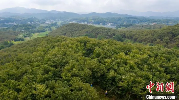 千亩板栗基地。　丘嘉瑞 摄