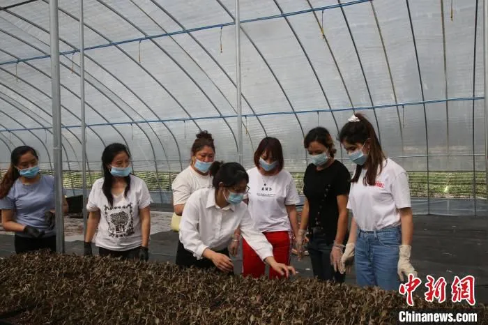浙江省金华市农业科学研究院农业专家、金华援疆人才吴梅在温室大棚里耐心地向工人指导金线莲栽培技术。　金晓 摄