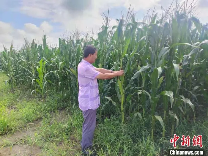 图为侯玉林查看玉米抽穗情况。　李潇 摄