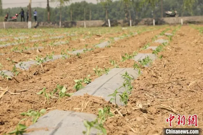 芒种已过，屯留区为10万亩耕地培育的4.5亿株辣椒苗已全部下地完毕。　向上 摄