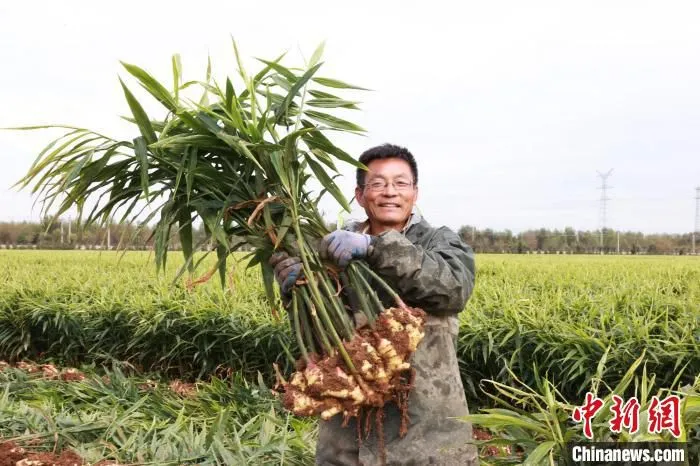 河北北戴河农作物喜获丰收。　葛文娇 　摄
