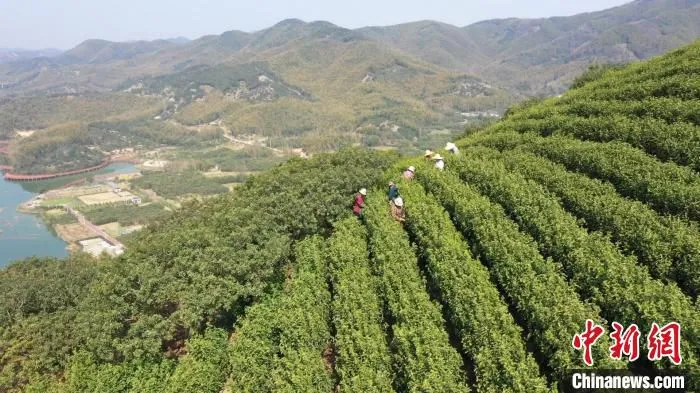 慈城镇公有村茶园。　吴元洪 摄