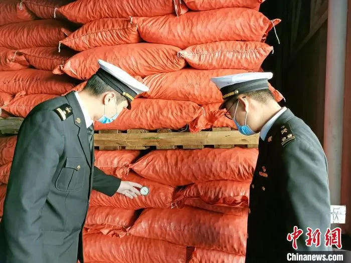 图为北京海关所属顺义海关关员对辖区企业出口的农产品进行查验。　北京海关供图 摄影 刘森