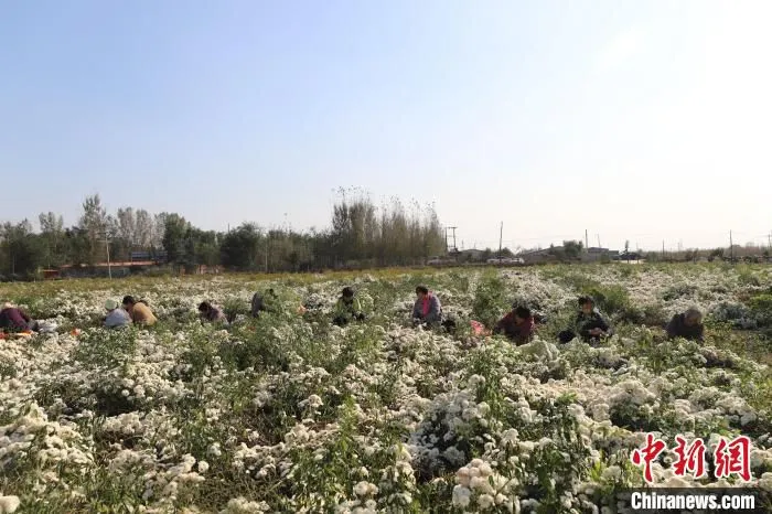 村民在平乡县里村七月菊种植基地内采摘七月菊。　李冰冰 摄