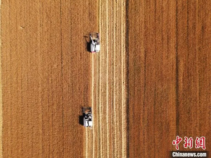 吉林省镇赉县小冰麦丰收。(资料图) 潘晟昱 摄