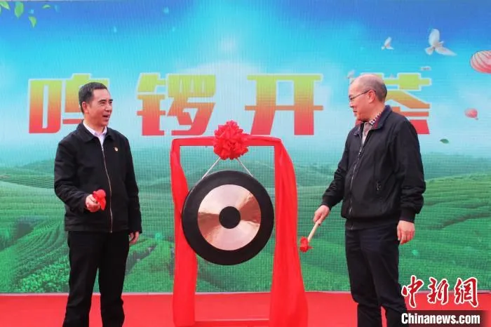 图为鸣锣开茶。　叶茂 摄