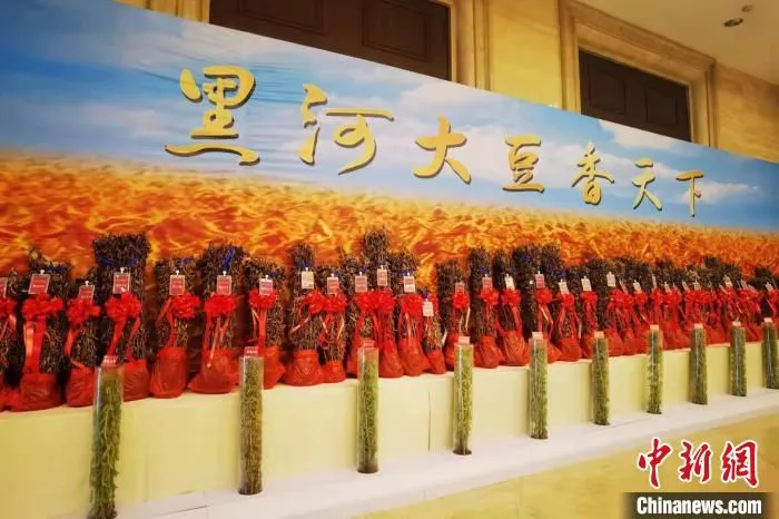 在博览会现场展出的黑河大豆 王琳 摄 在博览会现场展出的黑河大豆 王琳 摄