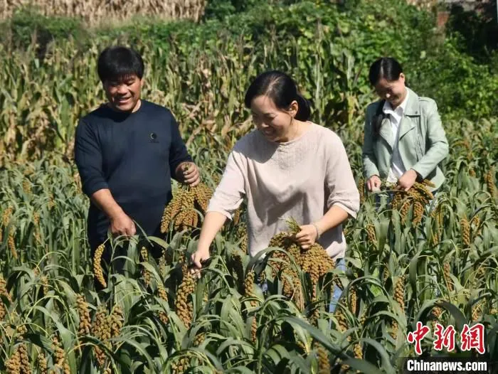 图为河北省邯郸市永年区永合会镇张边村村民正在收割谷子。　胡高雷 摄