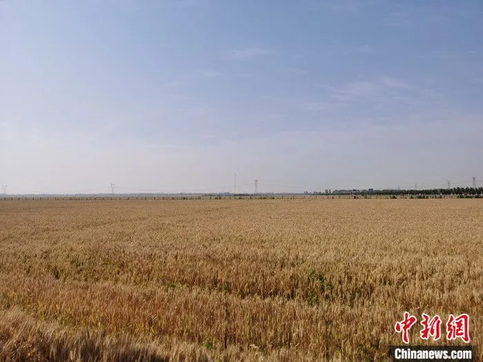 资料图为2021年5月29日，河南省漯河市一处麦田里金灿灿的小麦成熟待收。 中新社记者 刘鹏 摄