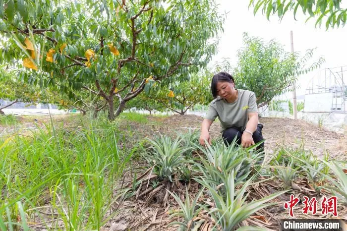 “灵芝姐”查看凤梨生长情况。 李嘉伟 摄 “灵芝姐”查看凤梨生长情况。 李嘉伟 摄