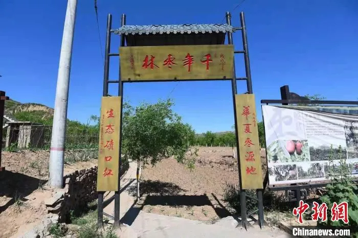 图为千年枣林公园示范基地。　武俊杰 摄