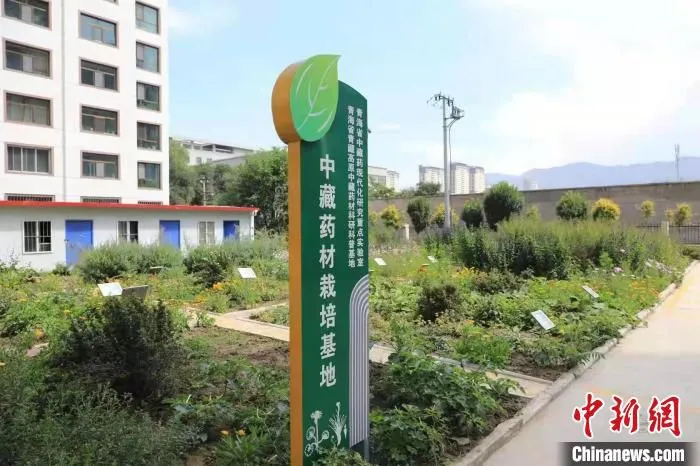 图为青海省青藏高原中藏药材科研科普基地。　青海省药监局 供图