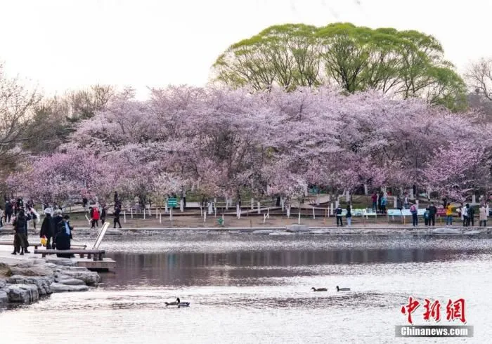 资料图：北京玉渊潭公园春和景明，吸引游人流连花海。 中新社记者 侯宇 摄

