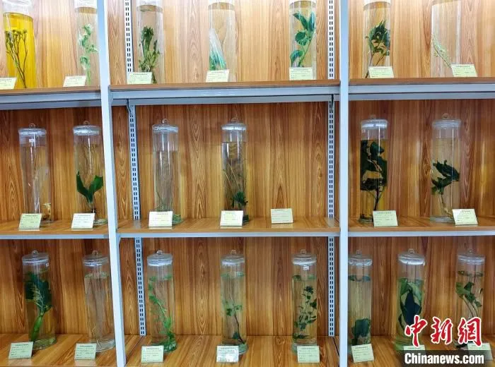 新疆荣成哈克制药有限公司在哈巴河县建立北疆首家院士专家工作站,致力于中药种植、新药研发及人才培养。 史玉江 摄 新疆荣成哈克制药有限公司在哈巴河县建立北疆首家院士专家工作站,致力于中药种植、新药研发及人才培养。 史玉江 摄