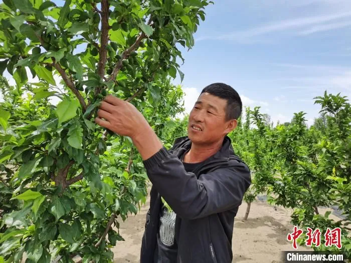 图为赵洪民在为“贵妃” 李疏果。　胡建华 摄