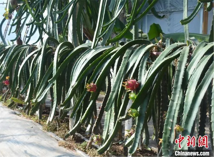 成熟完备的火龙果种植技术。　赵艺璇 摄