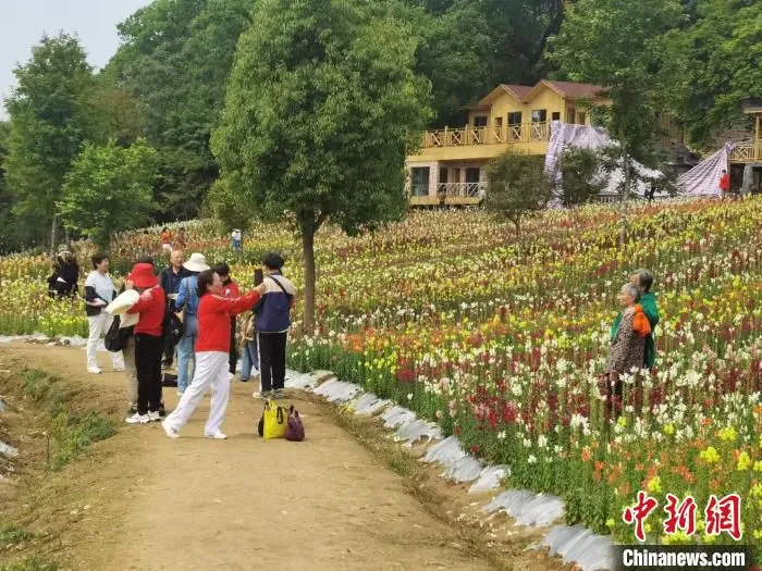 俞邦村的金鱼草花海五彩斑斓，美不胜收，吸引众多游客打卡留念。　郑江洛 摄
