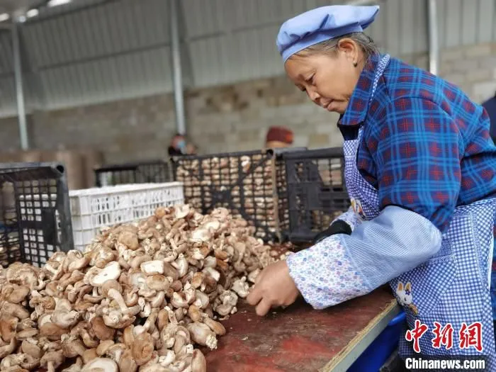 图为老人在分拣食用菌。　周燕玲 摄