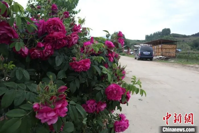 “林果小镇”家家有花 苍雁 摄