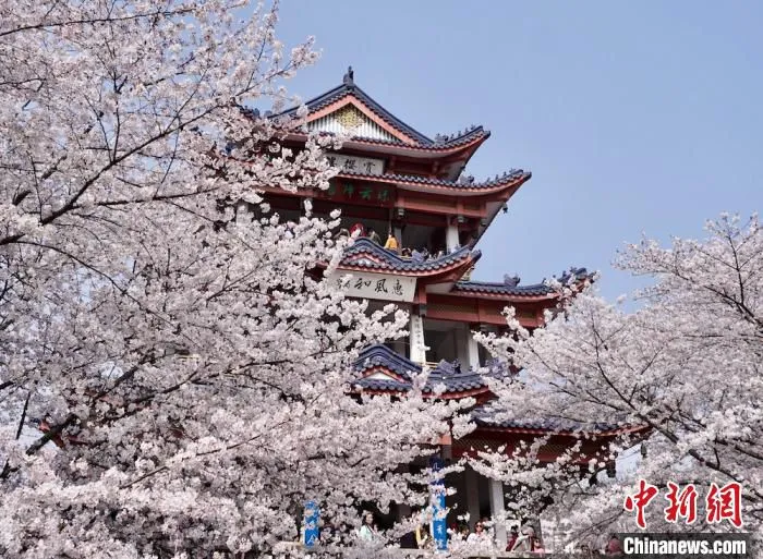 知名赏樱点——赏樱阁。　孙权 摄
