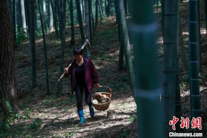 安徽省黄山市歙县徽城镇问政村村民郑德先拎着春笋返家。　施亚磊 摄