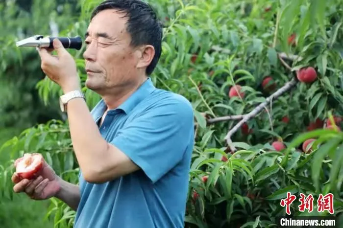 平乡县果农孙玉锐测量蜜桃含糖量。　姚友谅 摄