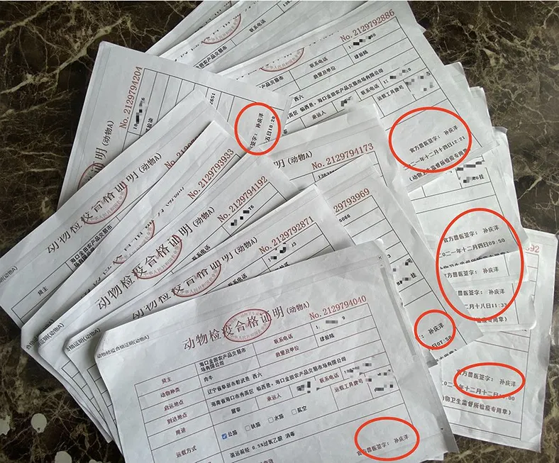 彰武官方兽医孙庆洋为海口金田公司开具的动物检疫A证，金田公司职业经理人表示，经清点，孙庆洋开的A证有80余张。
