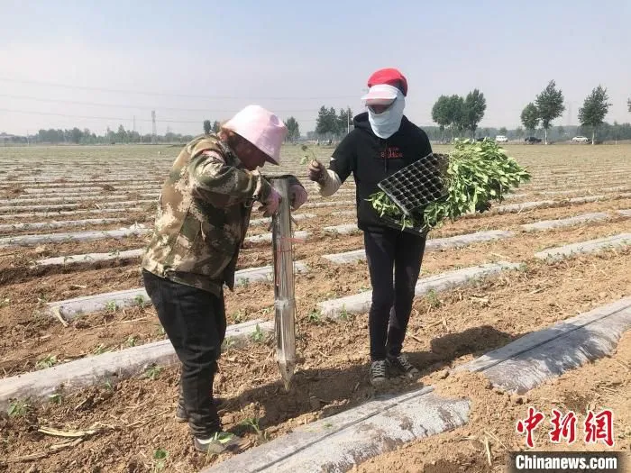 图为村民正在种植辣椒。　李庭耀 摄
