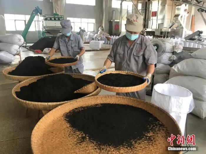 9月3日，安徽省祁门县一祁红制作车间，工人们正在筛拣祁红。 中新社发 潘成 摄