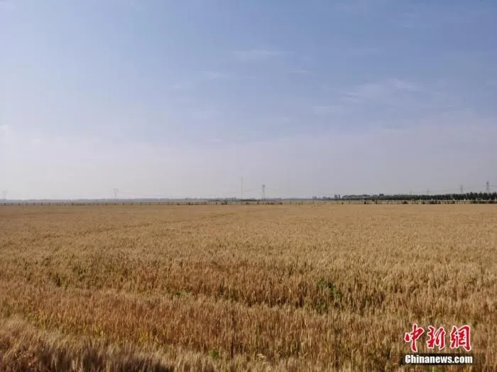 资料图。 中新社记者 刘鹏 摄 　