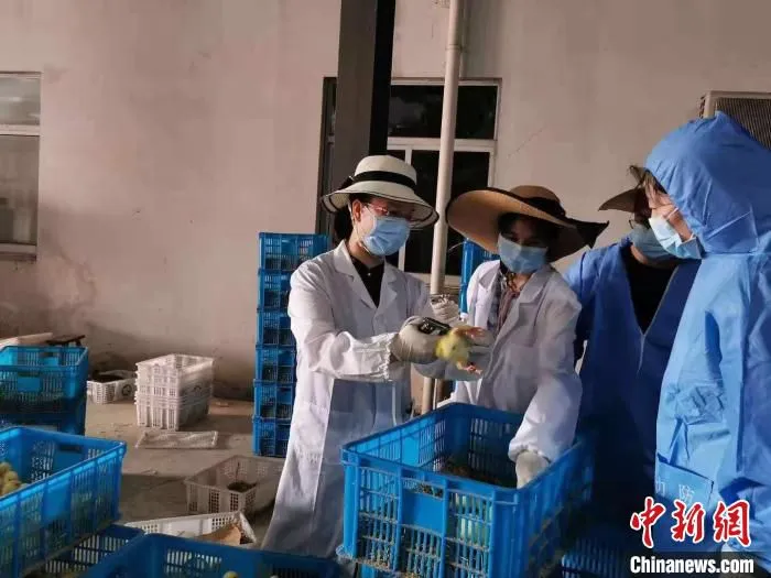 陈淑芳为象山大白鹅鹅苗注射疫苗。　受访者提供