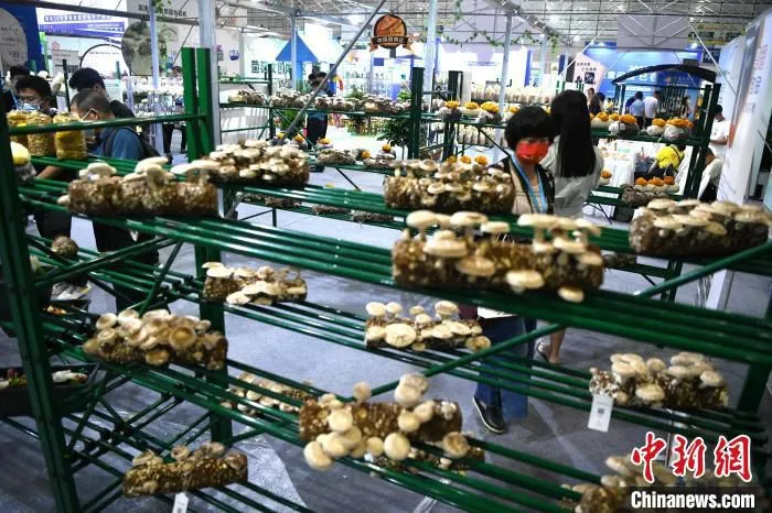 第三届中国食用菌产业博览会展出的菌菇。　王东明 摄