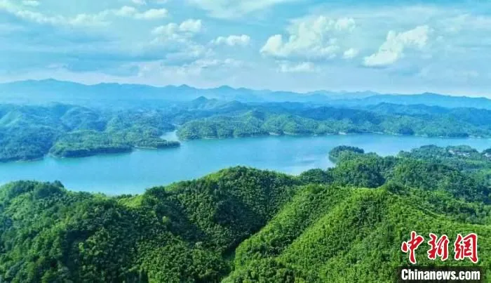 浙江安吉的竹海。　夏鹏飞 摄