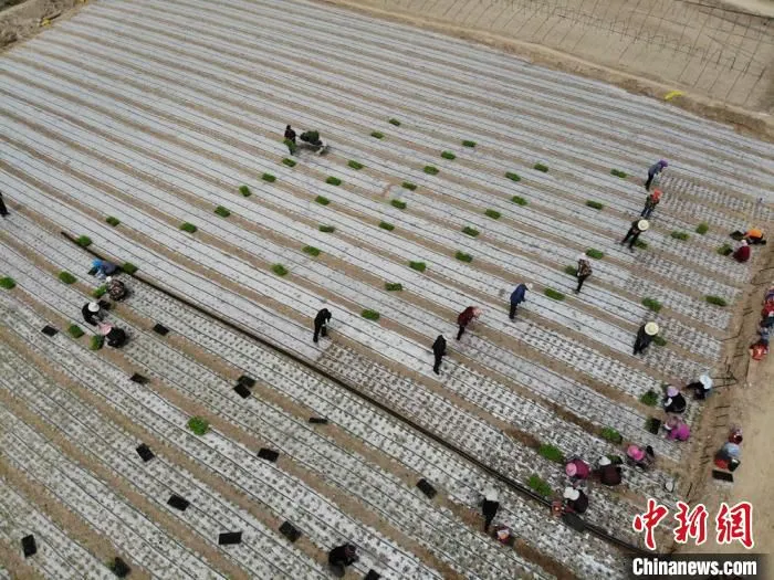 图为金崖镇高原夏菜种植基地。　杨艳敏 摄