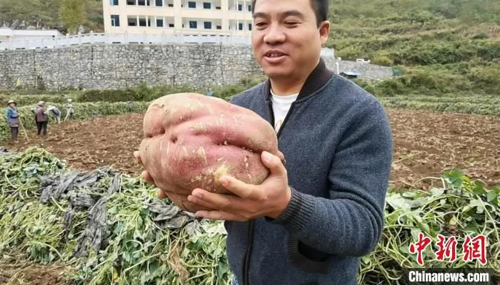 图为农民收获的红薯。　鲁毅 摄