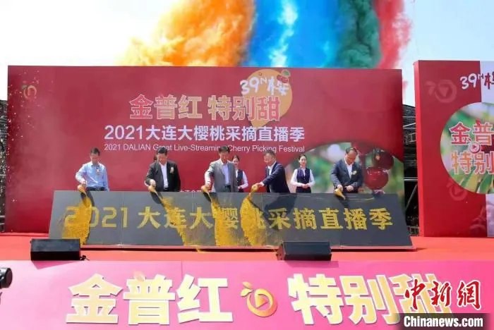 图为大连樱桃采摘直播季。　金普宣传部供图