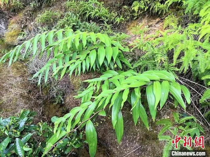 柘荣生态环境适宜黄精生长。　郑爱兰 供图