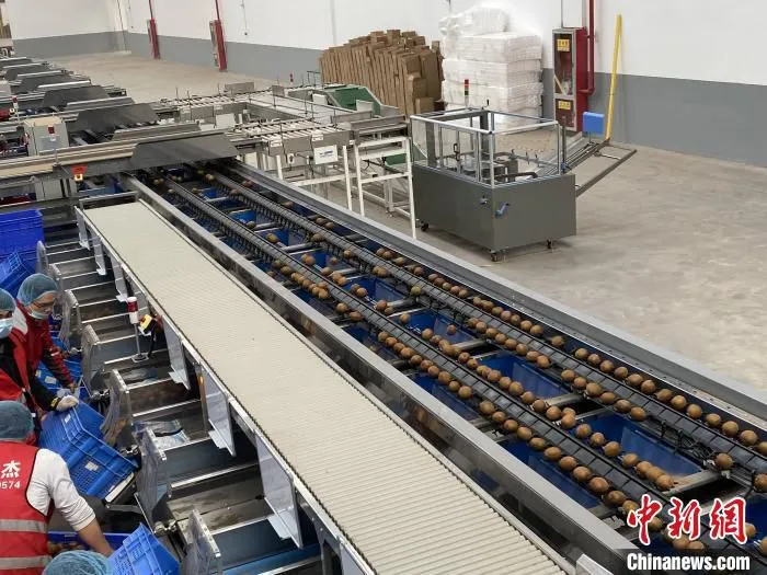 图为“智能链”中心武功仓的现代化自动分选猕猴桃设备。　张一辰 摄