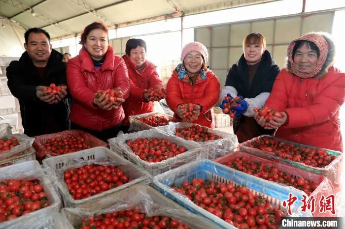 菜农在蔬菜收购点销售樱桃西红柿。　王殿昌 摄