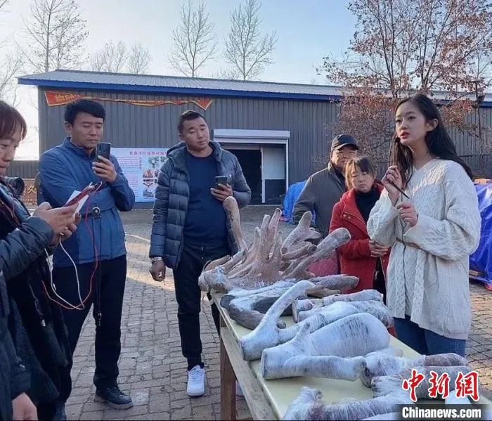 李嘉榕正在做鹿产品直播(资料图) 李嘉榕供图