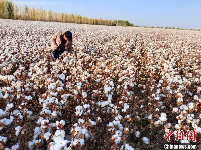 一位棉农在自查棉花质量,准备雇机械采收。 黎佳君 摄 一位棉农在自查棉花质量,准备雇机械采收。 黎佳君 摄